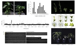 首次解析CaFFN基因调控辣椒开花时间的分子机制