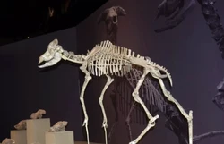 数万史前动物化石为何在中国西北密集出现？