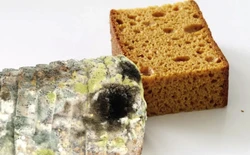 牛奶中竟然也有黄曲霉毒素？