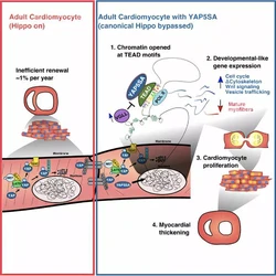 Yap部分重编程染色质可直接诱导成年心肌发生