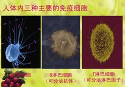 什么是免疫和免疫学？