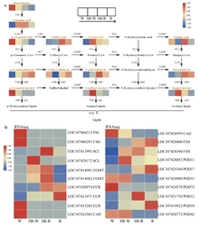 冬枣果皮着色过程中控制木质素生物合成的代谢途径和关键基因